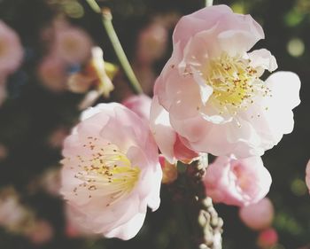 Close-up of pink flowers