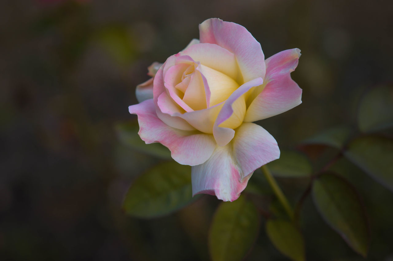 flower, flowering plant, plant, beauty in nature, petal, freshness, pink, inflorescence, flower head, yellow, close-up, nature, macro photography, fragility, rose, blossom, focus on foreground, no people, leaf, plant part, outdoors, growth, springtime, rose - flower, multi colored