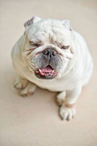 Close-up of dog at home