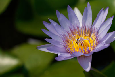 Close-up of insect on purple flower