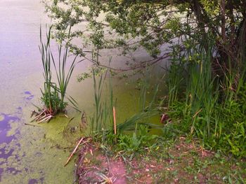 Plants growing in pond