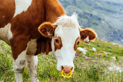 Portrait of cow on field