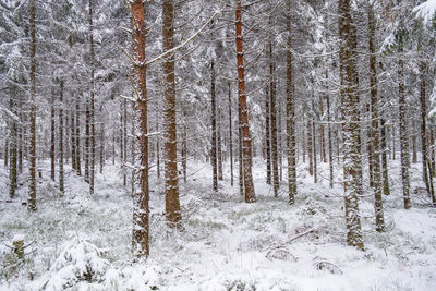 Snowy spruce forest in winter