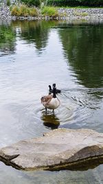 Ducks swimming in lake