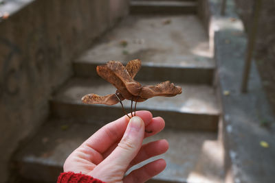 Close up of hand holding a tree leaf 