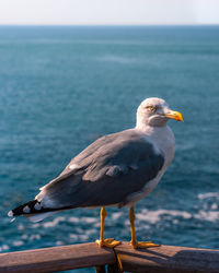 Close-up of seagull perching on retaining wall