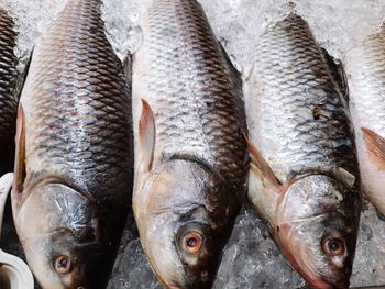 High angle view of fish for sale in market