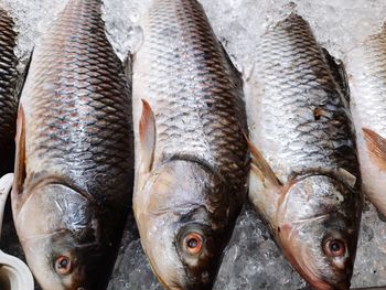 High angle view of fish for sale in market