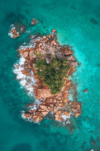 High angle view of coral in sea