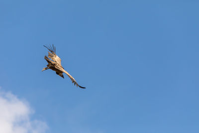 Low angle view of eagle flying against blue sky