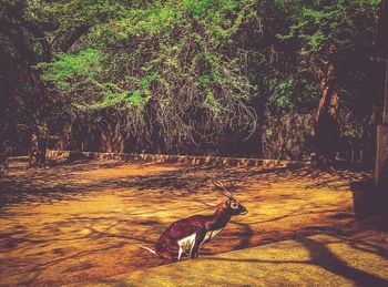 Deer standing by trees