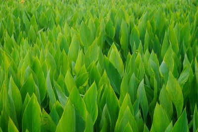 Full frame shot of corn field