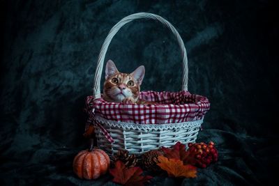 Portrait of cat sitting in basket