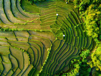 Full frame shot of agricultural field