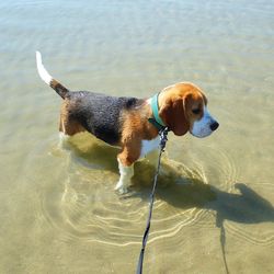 Dog standing in water