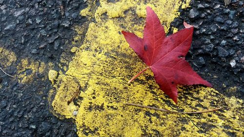 High angle view of maple leaves fallen on leaf