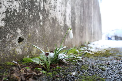 Close-up of flower growing on plant