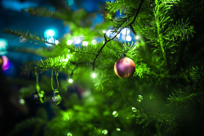 Close-up of christmas tree