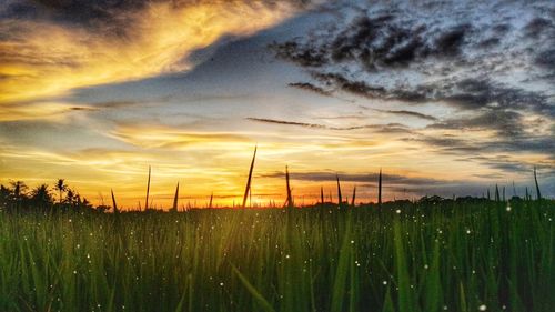 Scenic view of field against sky during sunset