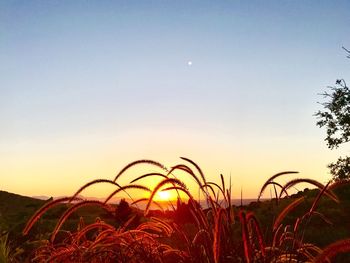 Grass growing on field against sky during sunset