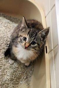 High angle view of tabby cat at home