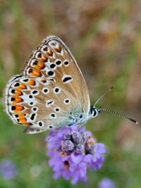 Close-up of butterfly pollinating on purple flower