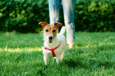 Dog walking at park with owner