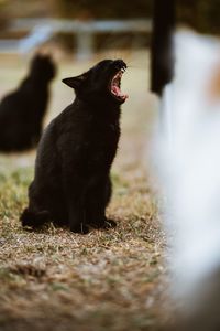 Black cat sitting outdoors