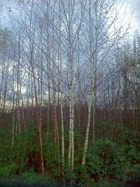 Bare trees in forest