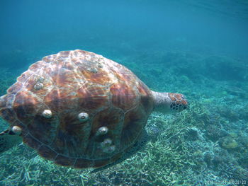 High angle view of turtle in sea