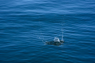 High angle view of turtle swimming in sea