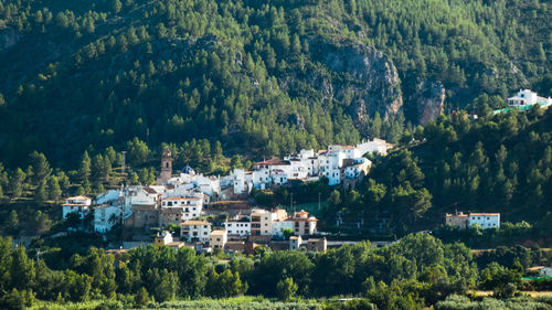 Trees and townscape against sky