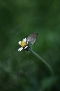 Close-up of butterfly pollinating on flower