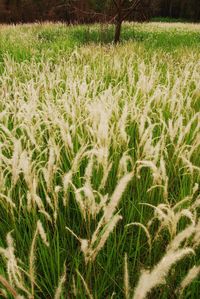 Full frame shot of plants growing in field