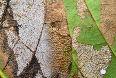 Full frame shot of tree trunk