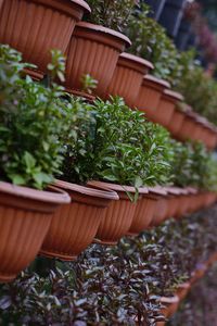 Close-up of potted plant