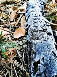 Close-up of dry leaves on tree trunk