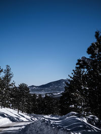 Pine trees on snow covered land against clear blue sky