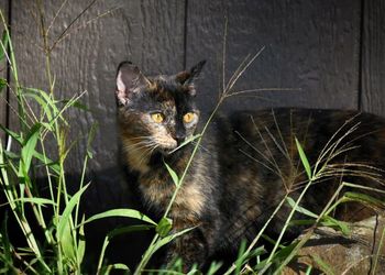 Close-up of cat against fence 