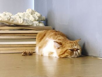 Cat sleeping on table at home