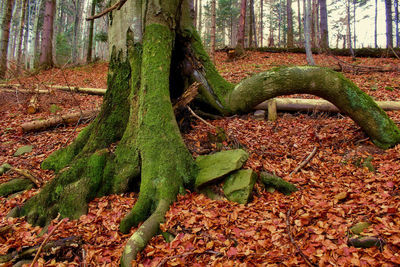 Green leaves on tree trunk in forest