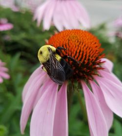 Close-up of honey bee on purple coneflower