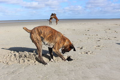 Boxer digging sand on shore at beach