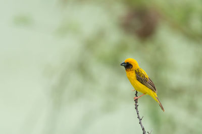 Close-up of bird perching on yellow leaf