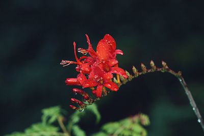 Close-up of water drops on red hibiscus