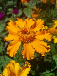 Close-up of yellow marigold blooming outdoors