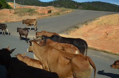 View of cows on road