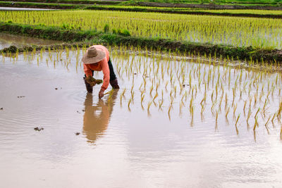 Full length of farmer working at farm