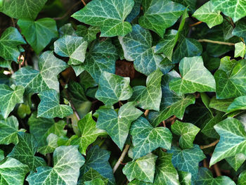 High angle view of plants growing outdoors