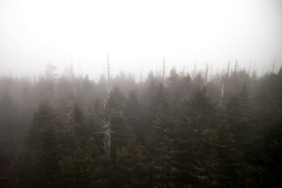 Scenic view of trees in foggy weather against clear sky